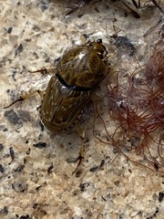 Euoniticellus intermedius