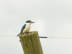 Todiramphus sanctus vagans