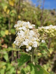 Montanoa tomentosa