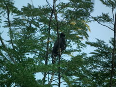 Spizaetus tyrannus