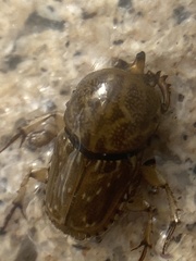 Euoniticellus intermedius