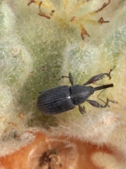 Anthonomus