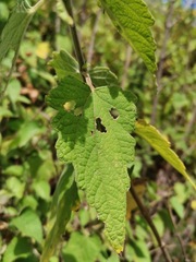 Montanoa tomentosa