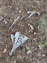 Atractosteus spatula