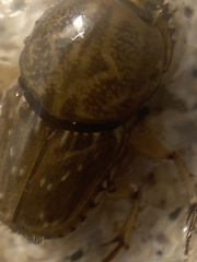 Euoniticellus intermedius