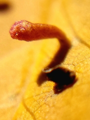Eriophyes emarginatae