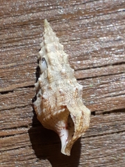 Cerithiidae