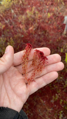 Sphagnum magellanicum