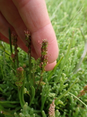 Plantago maritima