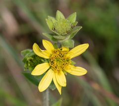 Silphium mohrii