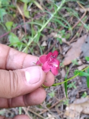 Penstemon roseus