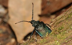 Hileolaspis aurata
