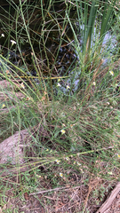 Chloracantha spinosa