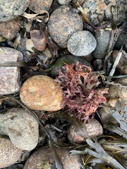 Chondrus crispus