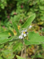 Montanoa tomentosa