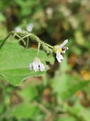 Montanoa tomentosa