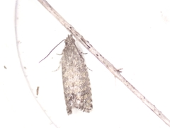 Lepidoscia heliochares