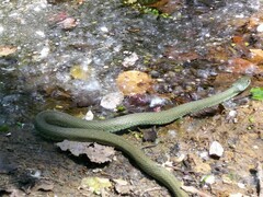 Natrix astreptophora