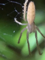Larinia directa
