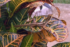 Basiliscus vittatus