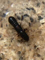 Staphylinidae