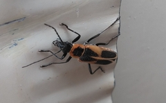 Chauliognathus scutellaris