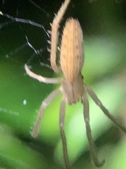 Larinia directa