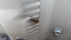 Chauliognathus scutellaris