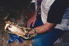 Spilotes pullatus