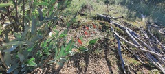 Penstemon centranthifolius