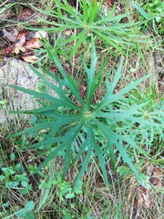 Psacalium peltigerum