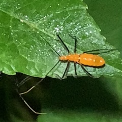 Zelus longipes