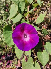 Ipomoea orizabensis