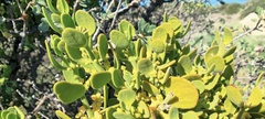 Phoradendron leucarpum tomentosum