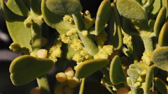 Phoradendron leucarpum tomentosum