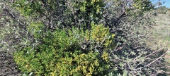 Phoradendron leucarpum tomentosum