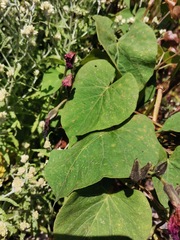 Ipomoea orizabensis
