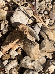 Poecilanthrax lucifer