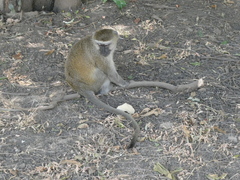 Chlorocebus pygerythrus