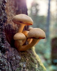 Gymnopilus ventricosus