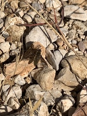 Poecilanthrax lucifer