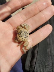 Hemigrapsus
