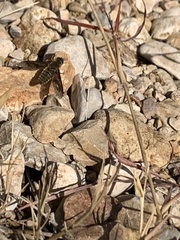 Poecilanthrax lucifer