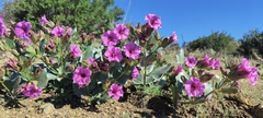 Mirabilis multiflora pubescens