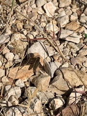 Poecilanthrax lucifer