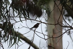 Montecincla fairbanki