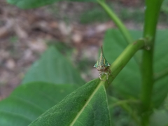 Umbonia