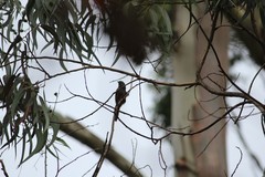 Montecincla fairbanki