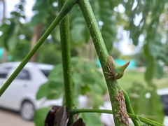 Umbonia