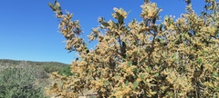 Quercus cornelius-mulleri